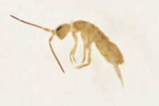 Tomocerus minor