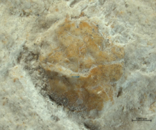 Goniodromites species