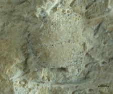 Goniodromites species