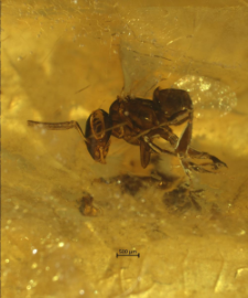 Hymenoptera
