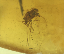 Psychodidae