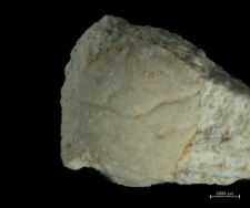 Goniodromites serratus