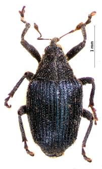 Ceutorhynchus sulcicollis (Paykull, 1800)