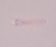 Xenylla maritima