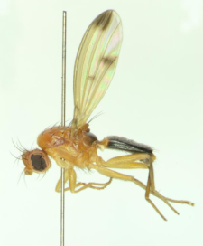 Geomyza majuscula (Loew, 1864)