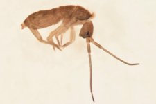 Tomocerus sp.