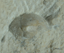 Goniodromites species