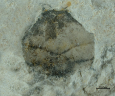 Goniodromites serratus