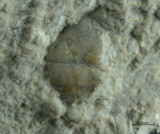 Goniodromites species