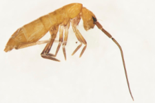 Tomocerus minor