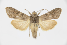 Autographa artemisiae