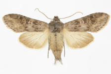 Autographa artemisiae
