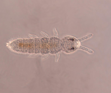 Tetracanthella pilosa