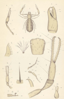 Pseudoscorpiones faunae hungaricae : A Magyar fauna &aacute;lskorpi&oacute;i