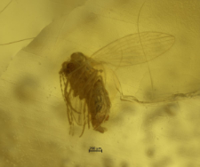 Psychodidae