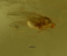 Psychodidae