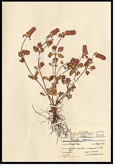 Prunella vulgaris L.