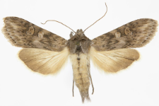 Cucullia artemisiae