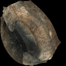 Spindle whorl [3D]