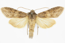 Cucullia artemisiae