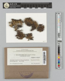Cetrariella delisei (Bory ex Schaer.) Kärnefelt & A. Thell 
