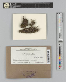 Cladonia grayi G. Merr. ex Sandst.