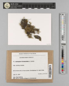 Leptogium lichenoides (L.) Zahlbr.