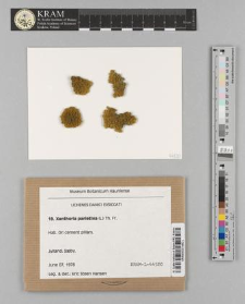 Xanthoria parietina (L.) Th. Fr.