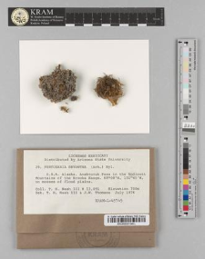 Pertusaria bryontha (Ach.) Nyl.