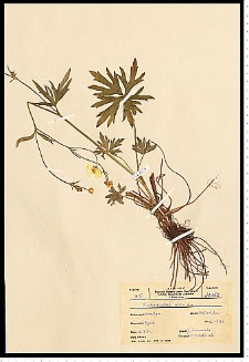 Ranunculus acris L.