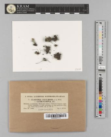 Cladonia coccifera (L.) Wiild fo. ochrocarpia Flk.