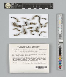 Cladonia cervicornis Ach. Flotow. subsp. verticillata (Hoffm.) Ahti
