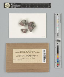 Verrucaria marmorea (Scop.) Arn.