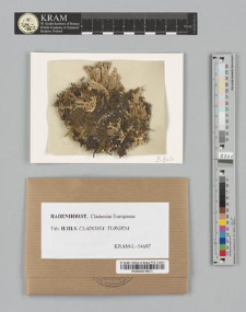 Cladonia turgida (Ehrh.)