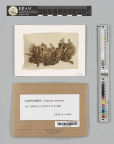 Cladonia turgida (Ehrh.)