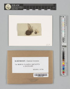 Cladonia macilenta (Ehrh.) Hoffm. subsp. α. bacillaris (Ach.)