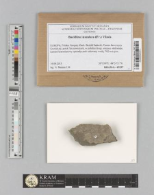Bacidina inundata (Fr.) Vězda