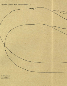 O olbrzymich szczeżujach gatunku Anodonta cygnea (L.) = &Uuml;ber riesige Exemplare der Teichmuschel, Anodonta cygnea (L.)