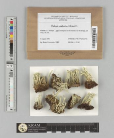 Cladonia sulphurina (Michx.) Fr.
