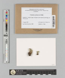 Cladonia coccifera (L.) Willd.