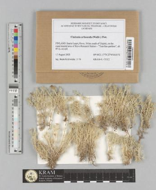 Cladonia arbuscula (Wallr.) Flot.