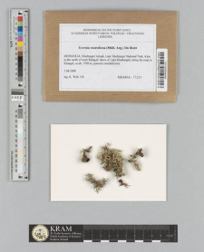 Evernia esorediosa (Müll. Arg.) Du Rietz
