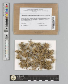 Allocetraria madreporiformis (With.) Kärnefelt & A. Thell
