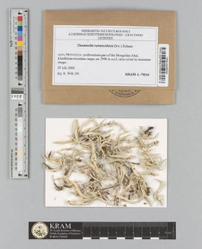 Thamnolia vermicularis (Sw.) Schaer.