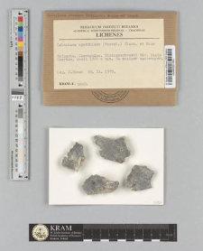 Caloplaca agardhiana (Flot.) Clauzade & Cl. Roux