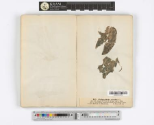 Tolypothrix pumila Ktz.