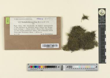 Brachythecium populeum (Hedw.) B. S. G.