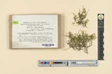 Cirriphyllum piliferum (Hedw.) Grout