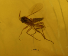 Diptera