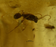Hymenoptera